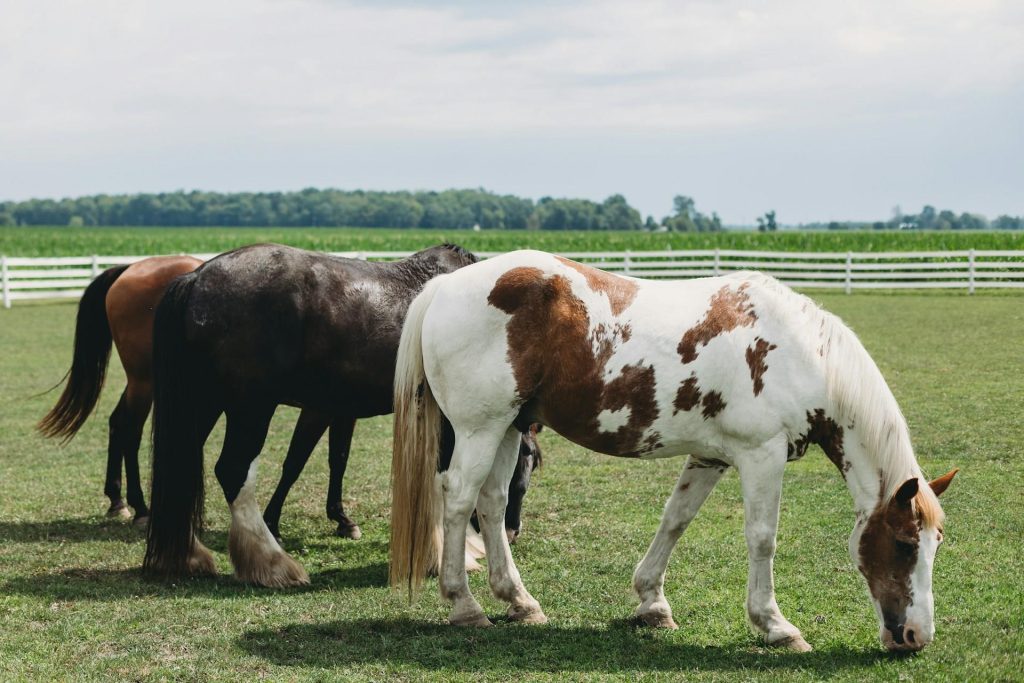 Paard dat geniet van P. Bos veevoeders - beste voer voor gezondheid en prestatie