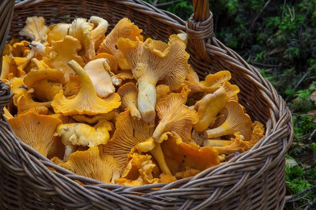 Visueel overzicht van de top 5 trends in de wereld van magic mushrooms en psychedelica