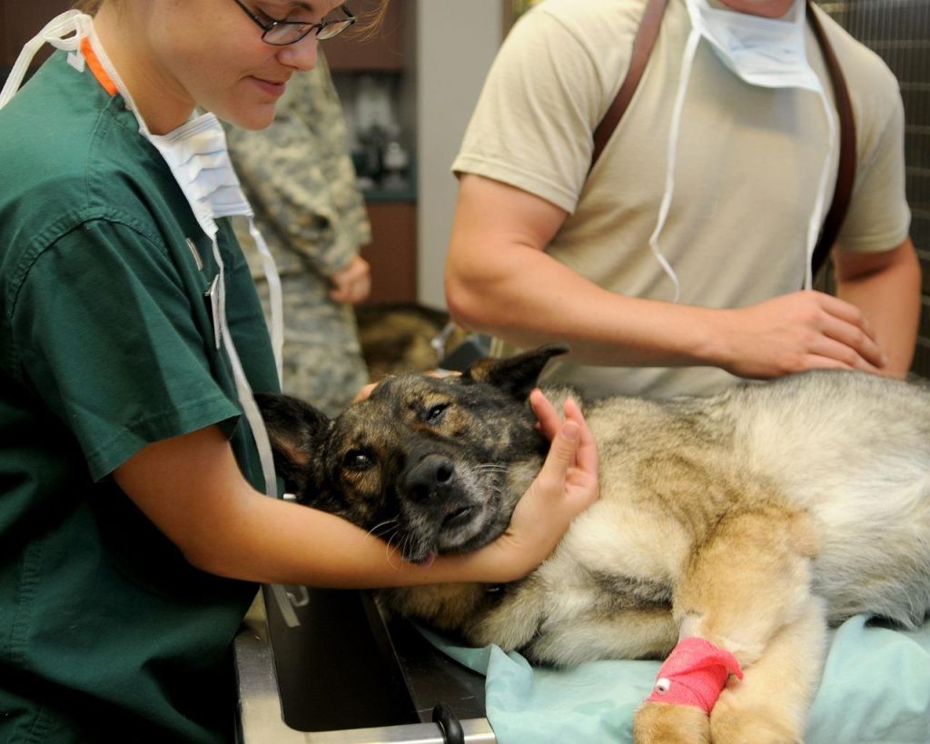 Dierenkliniek Kerkrade team helpt huisdieren met professionele veterinaire zorg en preventieve behandelingen
