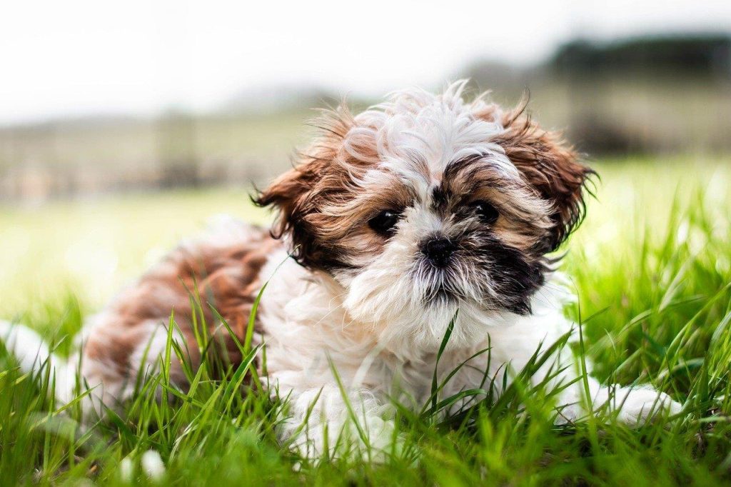Dierenwinkel in Kampen met breed assortiment voeding, verzorgingsproducten en speelgoed voor huisdieren