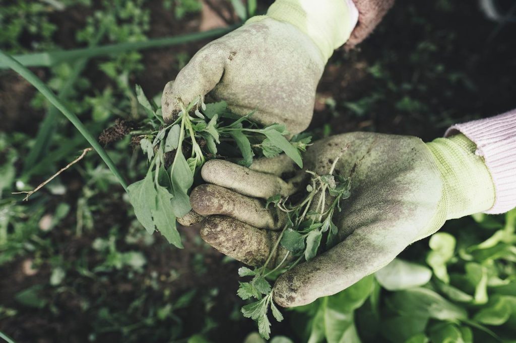 Tuinieren tips: groentenplanten in volle grond met druppelirrigatie systeem voor optimale groei