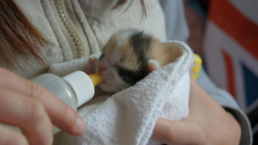 Royal Canin kitten voeding in kom met kitten - voeding en verzorging kitten
